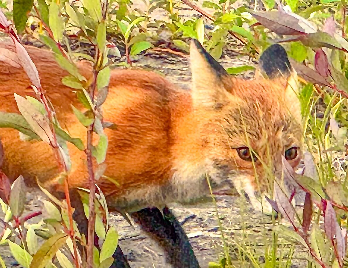 Mammalian